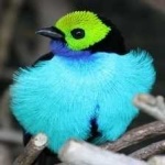 image of bird