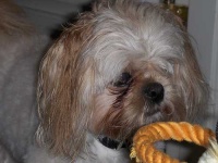 image of shih_tzu