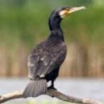 image of bird