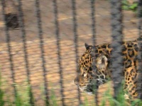image of jaguar_car