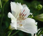 image of flower