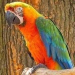 image of bird