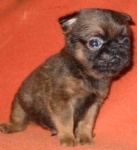 image of brabancon_griffon