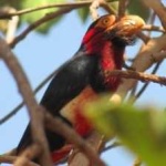 image of bearded_barbet #29