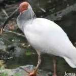 image of asian_crested_ibis #6