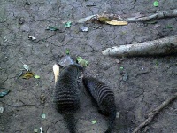 image of mongoose