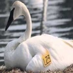 image of bird