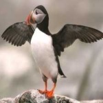 image of bird