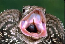 image of frilled_lizard