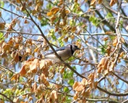 image of jay
