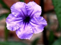 image of mexican_petunia #28