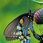 image of animal