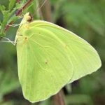 image of animal