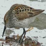 image of bird