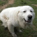 image of animal
