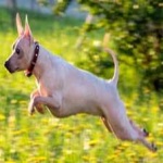 image of animal