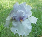 image of bearded_iris #1