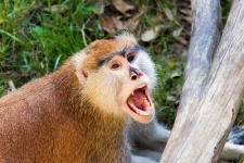 image of patas
