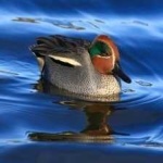 image of teal_duck #30