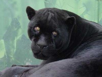 image of jaguar_car