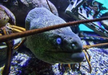 image of eel