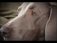 image of weimaraner #23