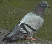 image of pigeon