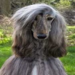 image of animal