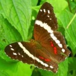 image of banded_butterfly #197