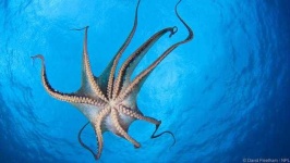 image of octopus