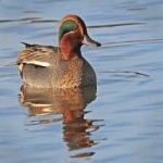 image of teal_duck #8