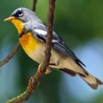 image of bird