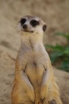 image of meerkat