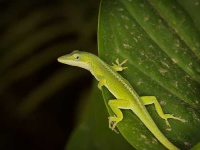 image of american_chameleon