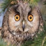 image of bird