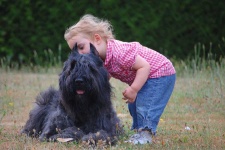 image of bouvier_des_flandres