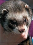 image of polecat