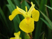 image of yellow_iris #0