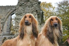 image of afghan_hound #9