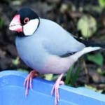image of bird