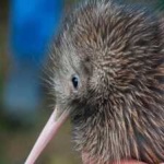 image of bird