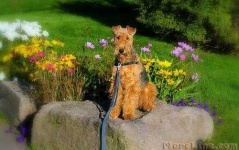 image of airedale