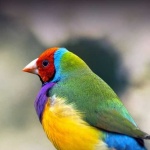image of finch