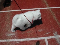 image of samoyed