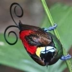 image of bird
