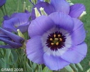 image of flower