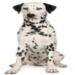 image of animal