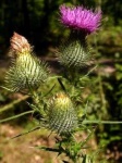 image of spear_thistle #34