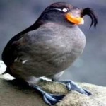 image of bird
