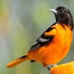 image of bird